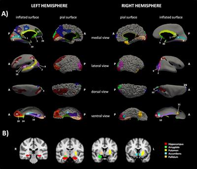 Early Life Adversities and Borderline Intellectual Functioning Negatively Impact Limbic System Connectivity in Childhood: A Connectomics-Based Study